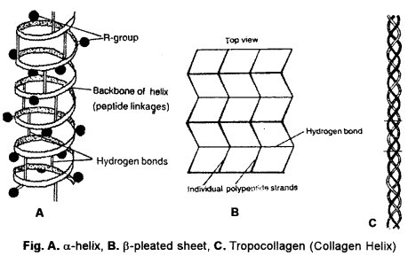 ISC Biotechnology Question Paper 2014 Solved for Class 12 5ISC Biotechnology Question Paper 2014 Solved for Class 12 5