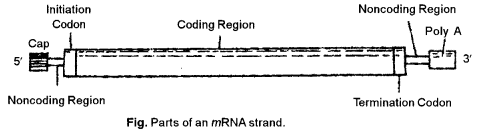 ISC Biotechnology Question Paper 2015 Solved for Class 12 1