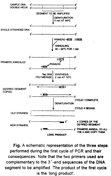 ISC Biotechnology Question Paper 2015 Solved for Class 12 6