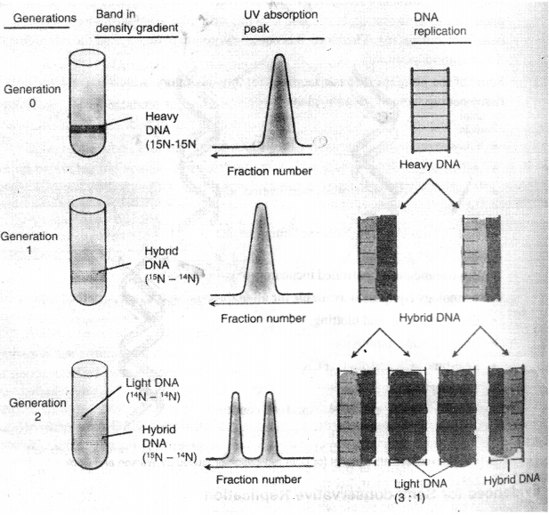 ISC Biotechnology Question Paper 2018 Solved for Class 12 7