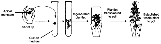 ISC Biotechnology Question Paper 2019 Solved for Class 12 4