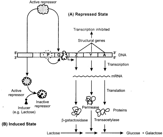 ISC Biotechnology Question Paper 2019 Solved for Class 12 5