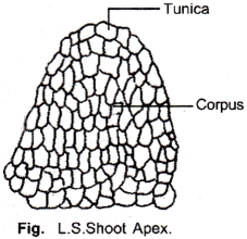 ISC Class 12 Biology Previous Year Question Papers Solved 2011 1