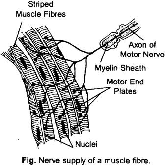 ISC Class 12 Biology Previous Year Question Papers Solved 2011 11