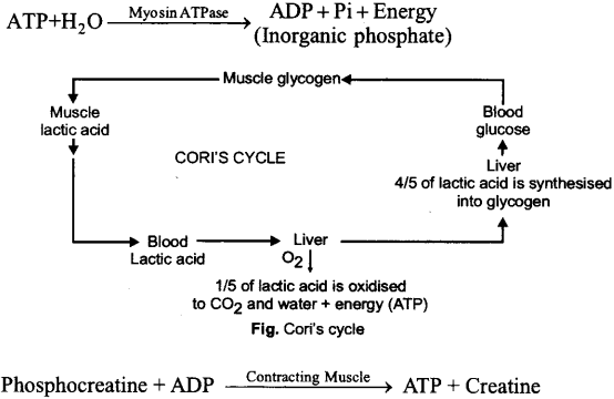 ISC Class 12 Biology Previous Year Question Papers Solved 2011 12