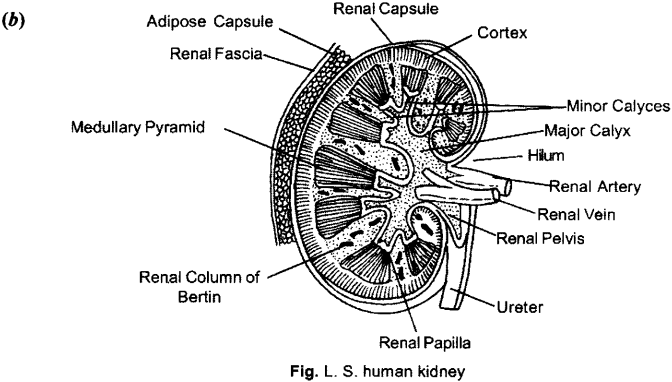 ISC Class 12 Biology Previous Year Question Papers Solved 2011 13