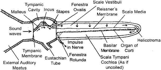 ISC Class 12 Biology Previous Year Question Papers Solved 2011 14