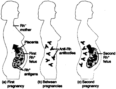 ISC Class 12 Biology Previous Year Question Papers Solved 2011 16