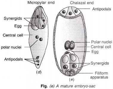 ISC Class 12 Biology Previous Year Question Papers Solved 2011 3