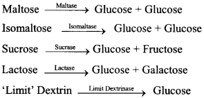 ISC Class 12 Biology Previous Year Question Papers Solved 2011 7