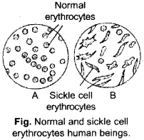 ISC Class 12 Biology Previous Year Question Papers Solved 2015 1