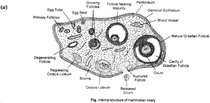 ISC Class 12 Biology Previous Year Question Papers Solved 2015 6