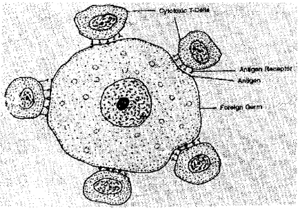 ISC Class 12 Biology Previous Year Question Papers Solved 2015 8