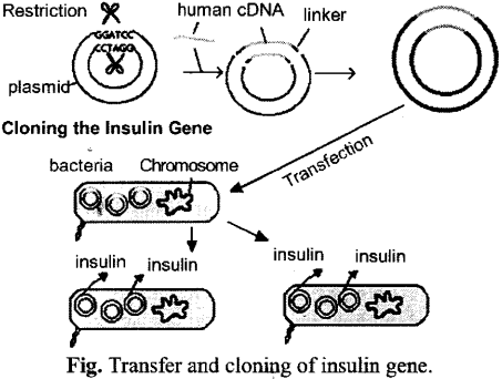 ISC Class 12 Biology Previous Year Question Papers Solved 2015 9