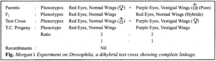 ISC Class 12 Biology Previous Year Question Papers Solved 2016 10