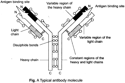 ISC Class 12 Biology Previous Year Question Papers Solved 2016 12