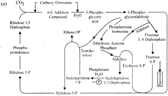 ISC Class 12 Biology Previous Year Question Papers Solved 2016 4