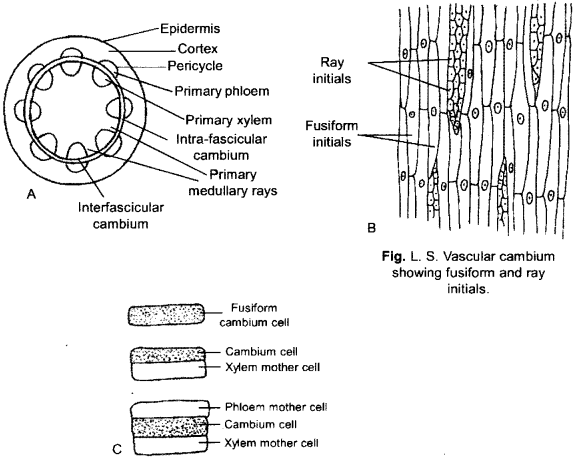 ISC Class 12 Biology Previous Year Question Papers Solved 2016 5