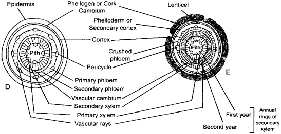 ISC Class 12 Biology Previous Year Question Papers Solved 2016 6