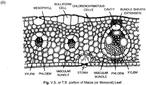 ISC Class 12 Biology Previous Year Question Papers Solved 2016 9