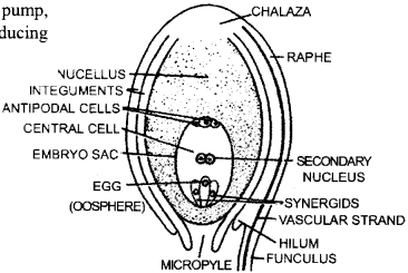 ISC Class 12 Biology Previous Year Question Papers Solved 2017 2