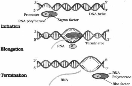 ISC Class 12 Biology Previous Year Question Papers Solved 2017 3