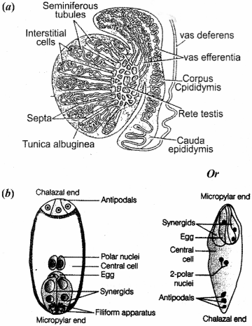 ISC Class 12 Biology Previous Year Question Papers Solved 2018 3