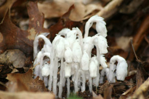 Indian Pipe