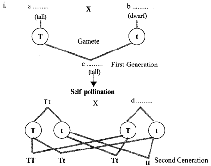 Kerala SSLC Biology Previous Question Papers with Answers 2018 image - 7