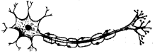 Kerala SSLC Biology Previous Question Papers with Answers 2018 image - 9