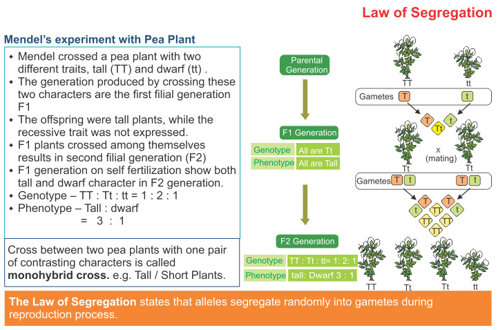 ICSE Solutions for Class 10 Biology - Fundamentals of Genetics 1