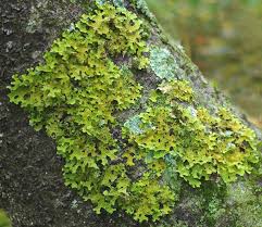 Lichens