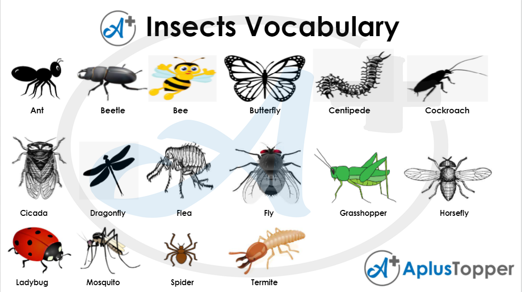 List of Insects