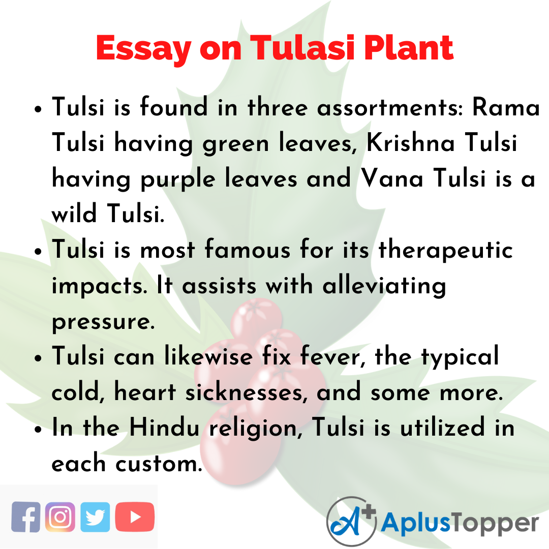 Long Essay on Tulasi Plant