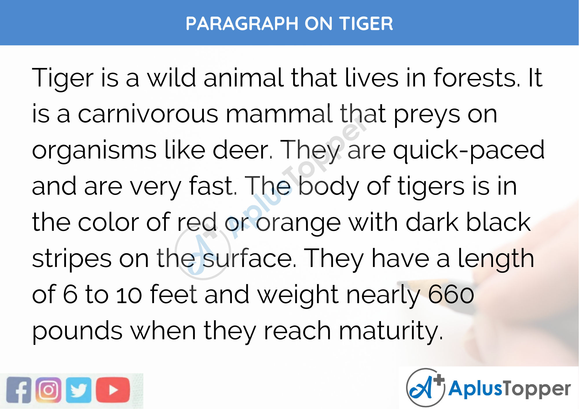 tiger paragraph