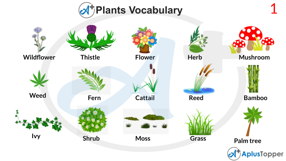 Plants Vocabulary