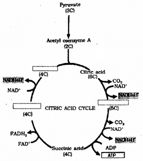 Plus One Botany Chapter Wise Previous Questions Chapter 10 Respiration in Plants 1