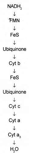 Plus One Botany Chapter Wise Previous Questions Chapter 10 Respiration in Plants 10