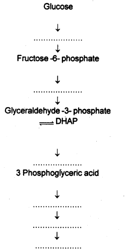 Plus One Botany Chapter Wise Previous Questions Chapter 10 Respiration in Plants 11