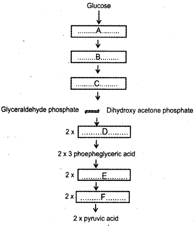 Plus One Botany Chapter Wise Previous Questions Chapter 10 Respiration in Plants 12