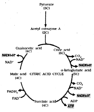 Plus One Botany Chapter Wise Previous Questions Chapter 10 Respiration in Plants 13