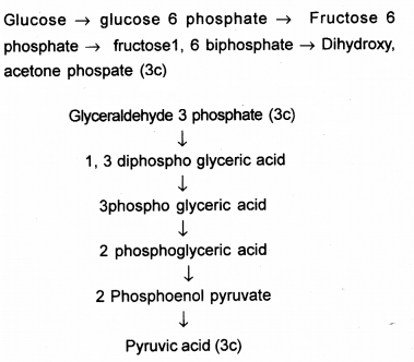 Plus One Botany Chapter Wise Previous Questions Chapter 10 Respiration in Plants 2