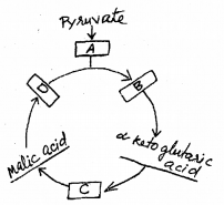 Plus One Botany Chapter Wise Previous Questions Chapter 10 Respiration in Plants 3