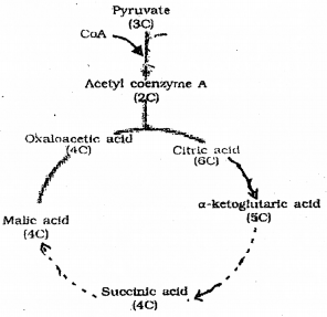 Plus One Botany Chapter Wise Previous Questions Chapter 10 Respiration in Plants 5