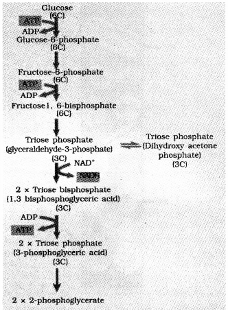 Plus One Botany Chapter Wise Previous Questions Chapter 10 Respiration in Plants 6