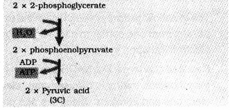 Plus One Botany Chapter Wise Previous Questions Chapter 10 Respiration in Plants 7