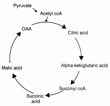 Plus One Botany Chapter Wise Previous Questions Chapter 10 Respiration in Plants 9