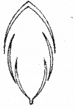 Plus One Botany Chapter Wise Previous Questions Chapter 3 Morphology of Flowering Plants 1