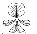 Plus One Botany Chapter Wise Previous Questions Chapter 3 Morphology of Flowering Plants 10