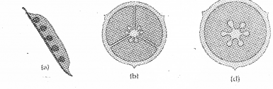 Plus One Botany Chapter Wise Previous Questions Chapter 3 Morphology of Flowering Plants 11